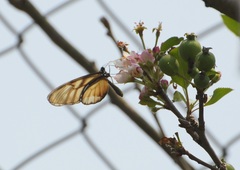 Dircenna kolijkensis