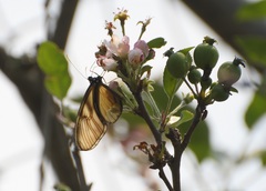 Dircenna kolijkensis