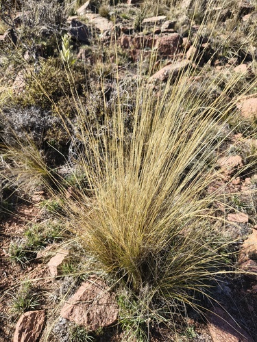 Nassella tenuissima, photograph 6