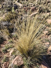 Nassella tenuissima, photograph (c) Bruno Alzugaray, some rights reserved (CC BY-SA)