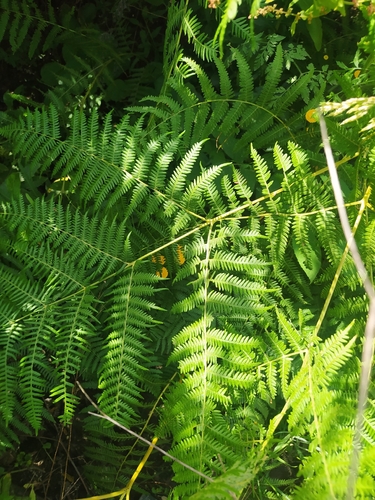 common bracken