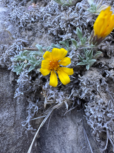 Heterotheca jonesii, photograph 1