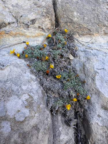 Heterotheca jonesii, photograph 2