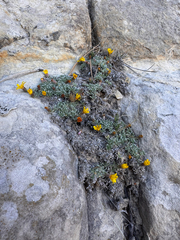 Heterotheca jonesii, photograph (c) Kenzie Anderson-Bell, some rights reserved (CC BY)