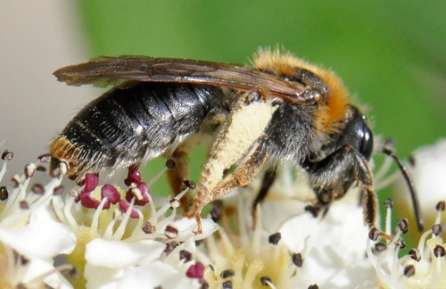 Foto von Rotschopfige Sandbiene