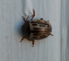 Zygogramma heterothecae