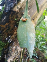 Acianthera