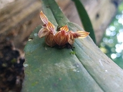 Acianthera