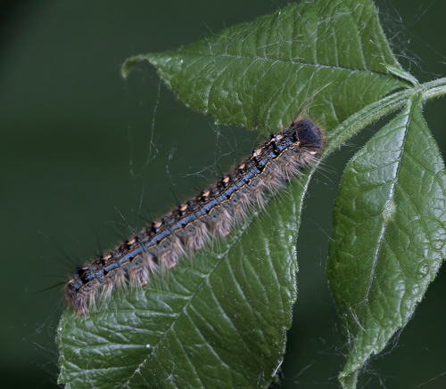 Forest Tent Caterpillar Moth