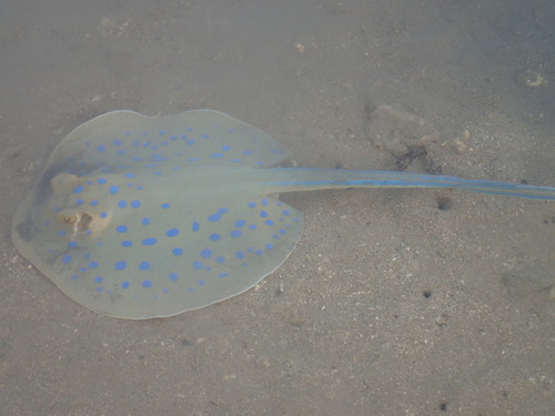 Bluespotted Ribbontail Ray