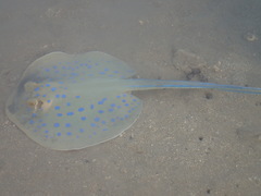 Bluespotted Ribbontail Ray