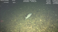 Sebastes brevispinis