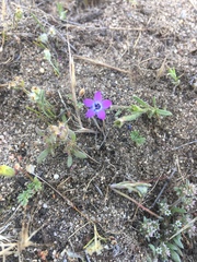 Gilia tenuiflora