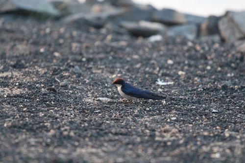 Wire-tailed Swallow