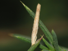 Coleophora klimeschiella
