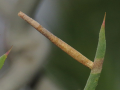 Coleophora klimeschiella