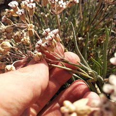 Asclepias senecionifolia