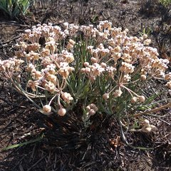 Asclepias senecionifolia