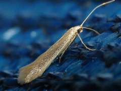 Coleophora klimeschiella