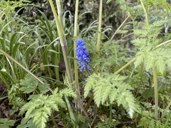 Muscari