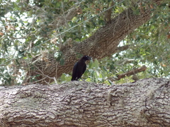 Quiscalus major