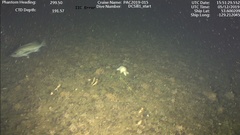 Sebastes brevispinis