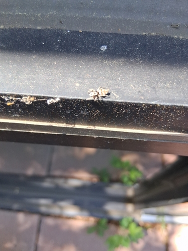 Zebra Jumping Spider