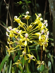 Epidendrum scytocladium