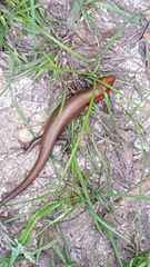 Plestiodon laticeps