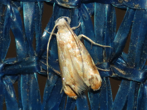 Hawaiian Dancing Moth