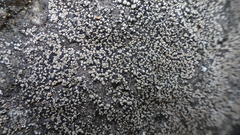 Rhizocarpon geminatum