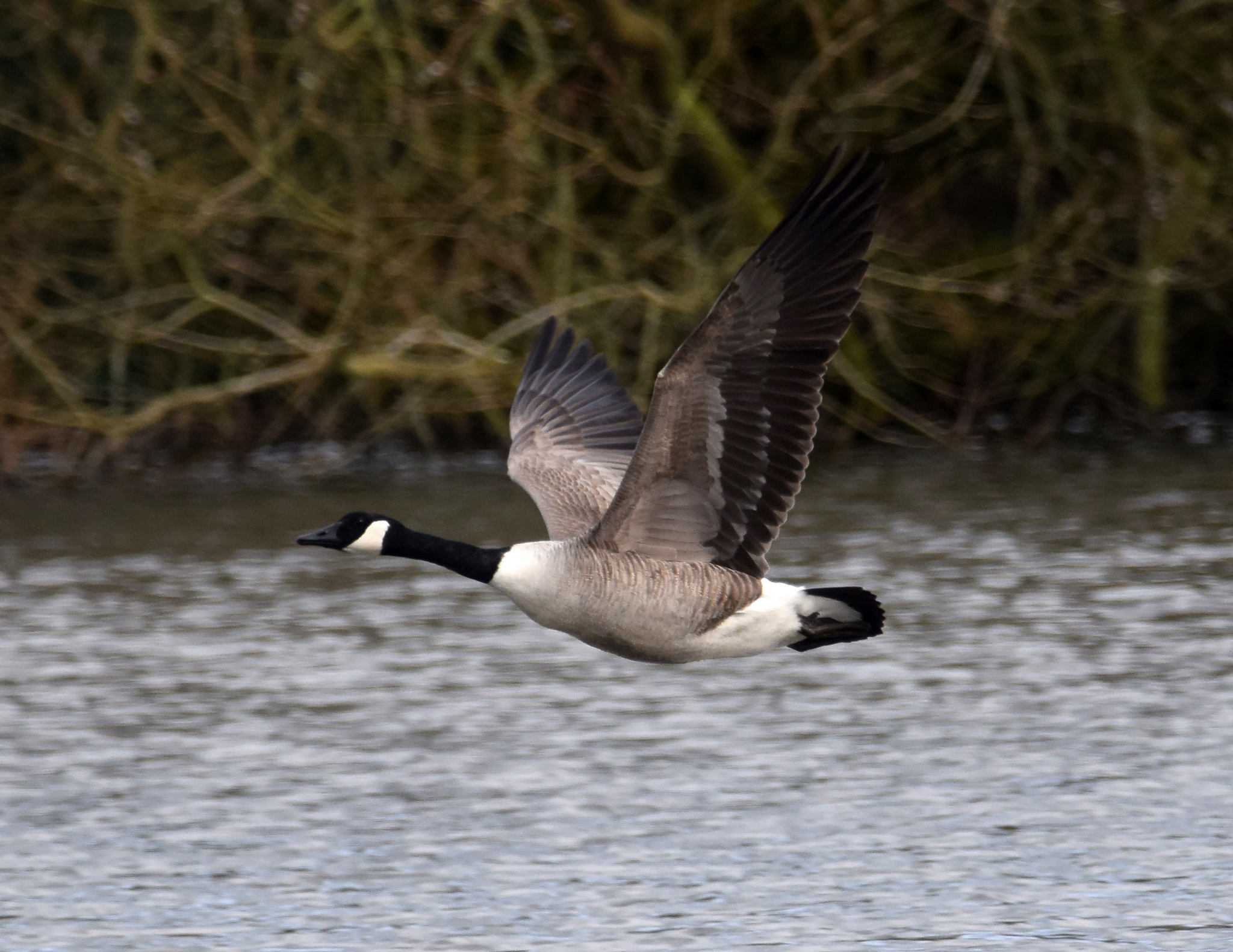 Canada Goose