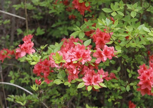 Rhododendron kaempferi iNat (2)