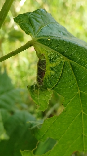 Dasineura tiliae