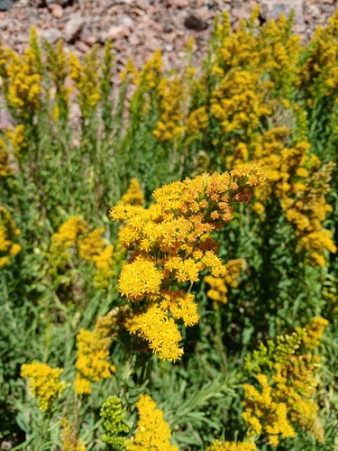 Solidago chilensis, photograph 5