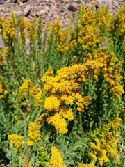Solidago chilensis, photograph (c) Bruno Alzugaray, some rights reserved (CC BY-SA)
