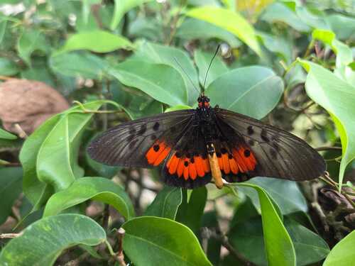 Southern Elegant Acraea