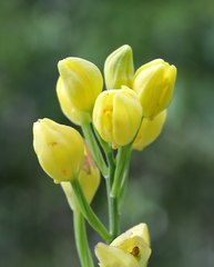Cephalanthera falcata