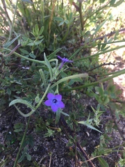 Gilia tenuiflora