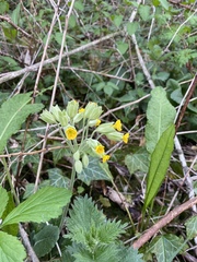 Primula veris