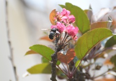 Xylocopa tabaniformis sylvicola