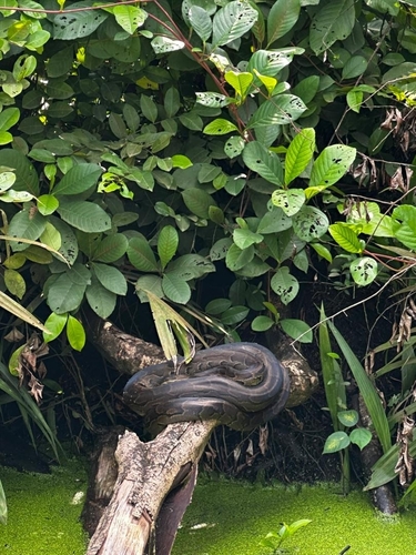 African Rock Python