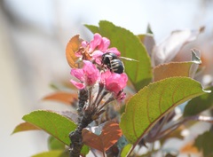 Xylocopa tabaniformis sylvicola