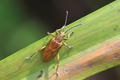 Donacia bicolora