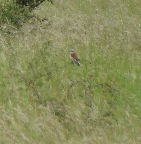 Red-backed Shrike
