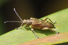 Donacia bicolora