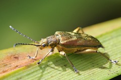 Donacia bicolora