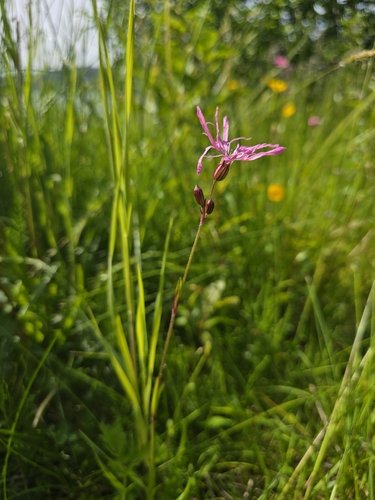 ragged-robin