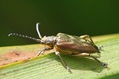 Donacia bicolora