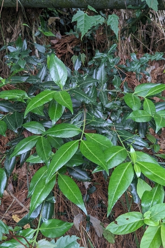 Euonymus spraguei
